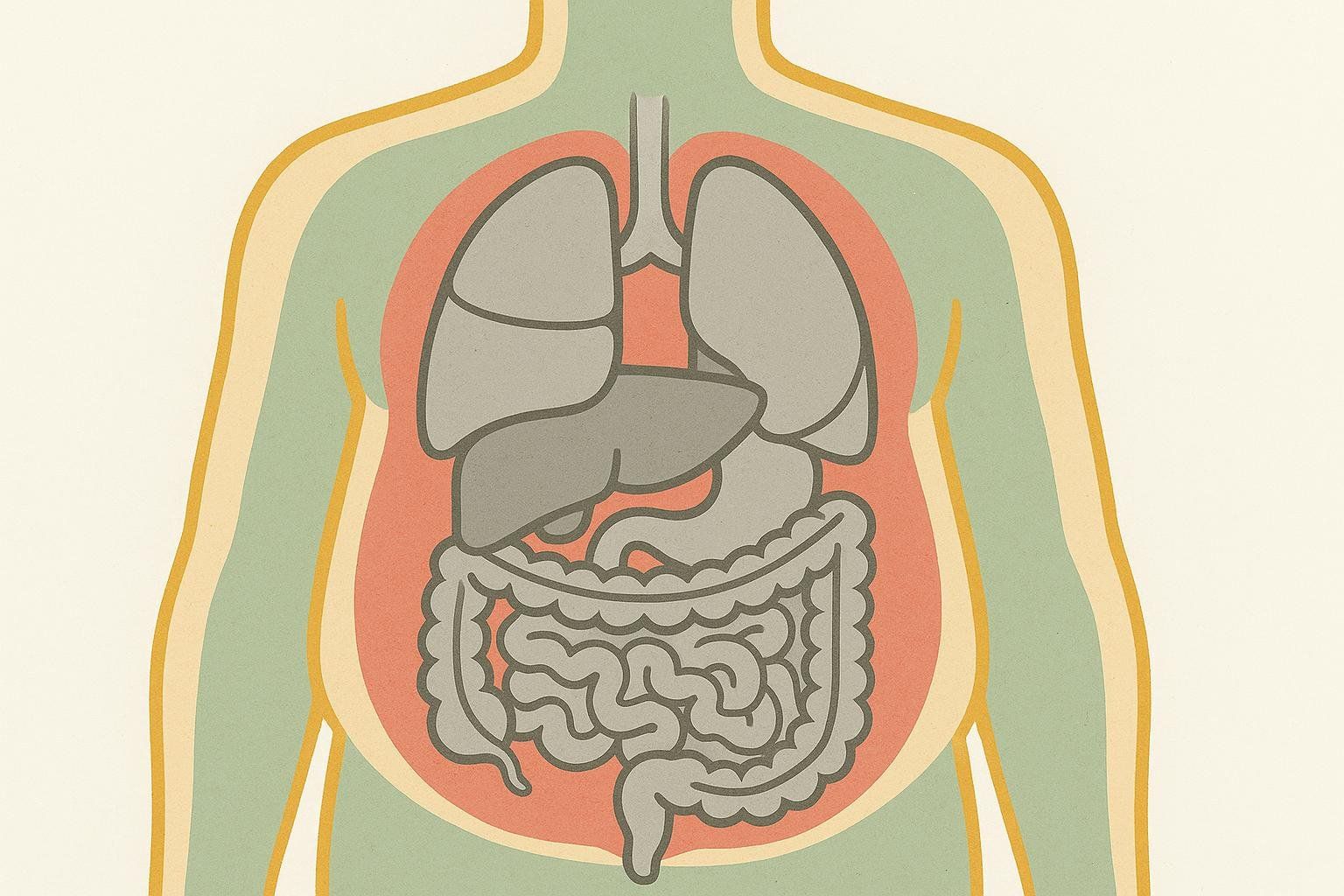 An abstract diagram illustrating a human torso with internal organs and a layer of red representing visceral fat surrounding them.
