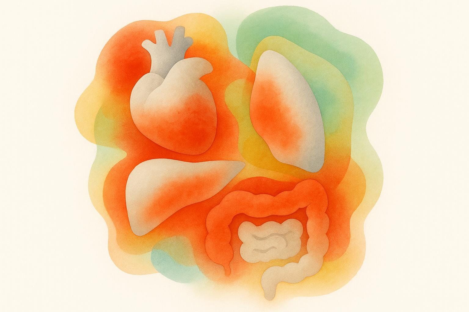 Abstract illustration showing stylized organs with bright red areas wrapped around them, representing dangerous visceral fat.