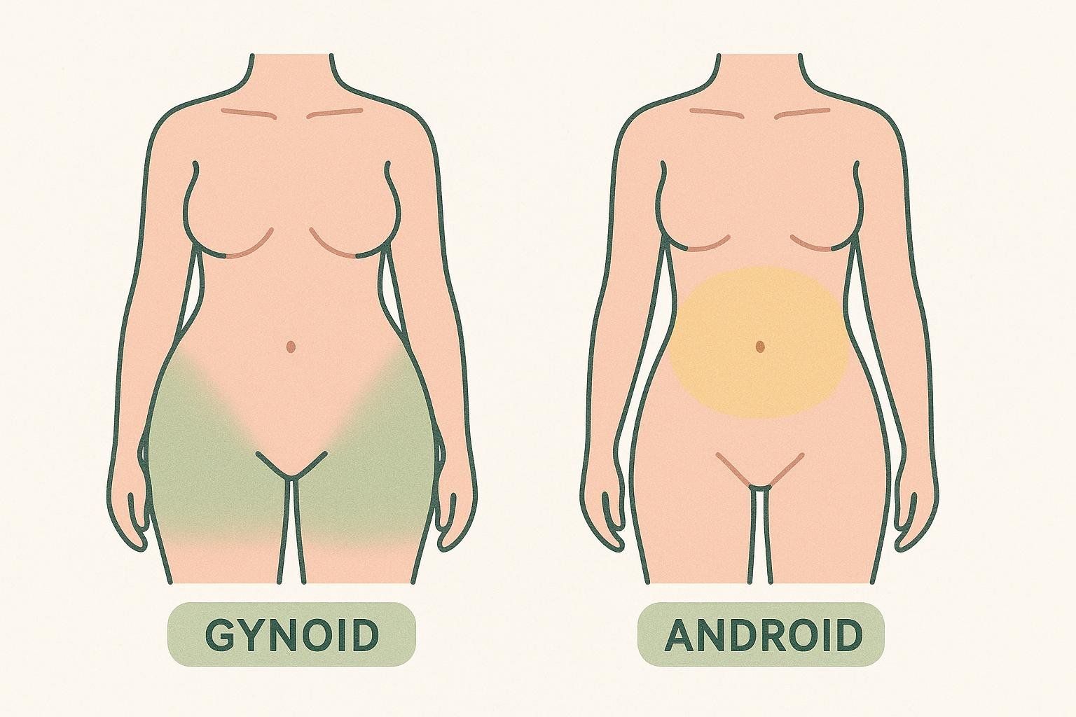 Illustration comparing gynoid fat distribution on the hips and thighs versus android fat distribution on the abdomen. The gynoid figure has green shaded areas on her lower body representing fat, while the android figure has a yellow shaded oval on her abdomen.