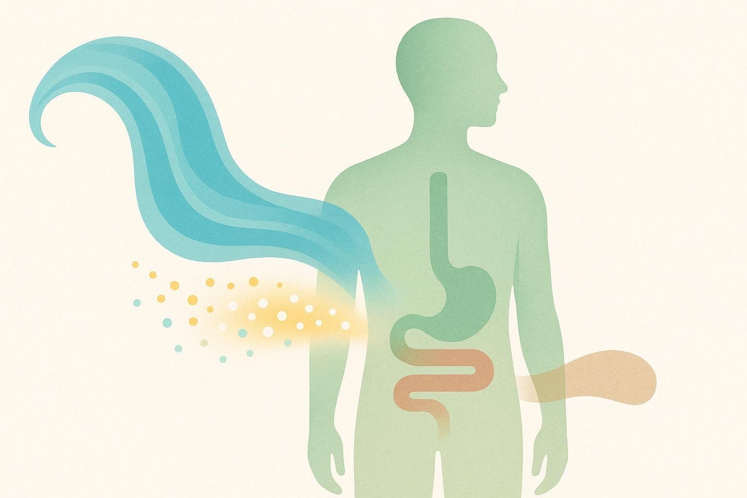 An illustration showing three abstract streams leaving a body, symbolizing the three main sources of weight loss during a cut: water, glycogen, and gut content.