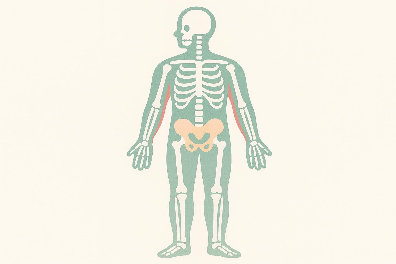 An illustration of a human silhouette with a visible skeletal structure in light blue. The areas around the bones symbolizing muscle are outlined in a reddish-orange, and the pelvic bone is highlighted in a light peach color, representing different body compositions.