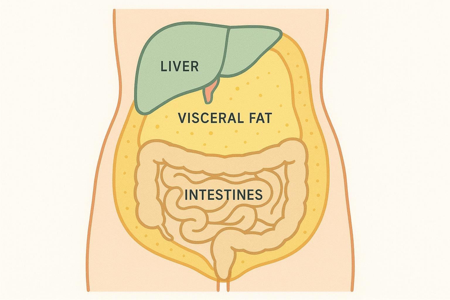 Illustration of visceral fat surrounding organs in the abdomen, demonstrating its location and nature.