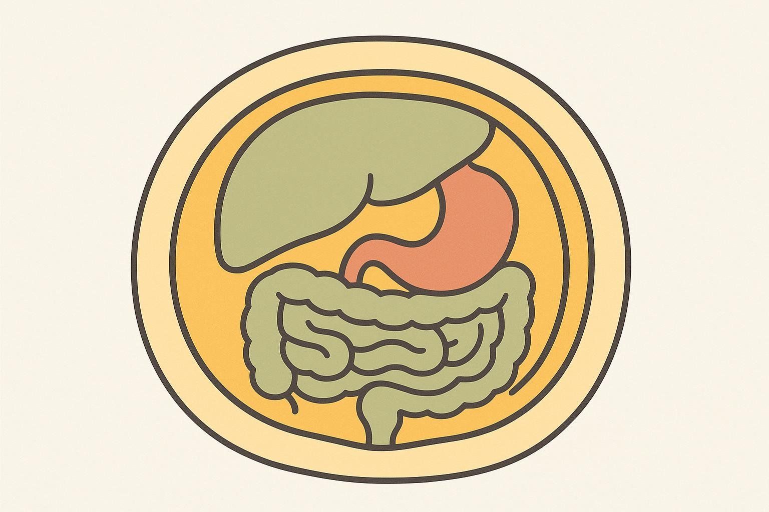 An anatomical illustration depicting internal organs, including the liver, stomach, and intestines, encased within yellow layers representing visceral fat. The image highlights the location of this fat around the organs.