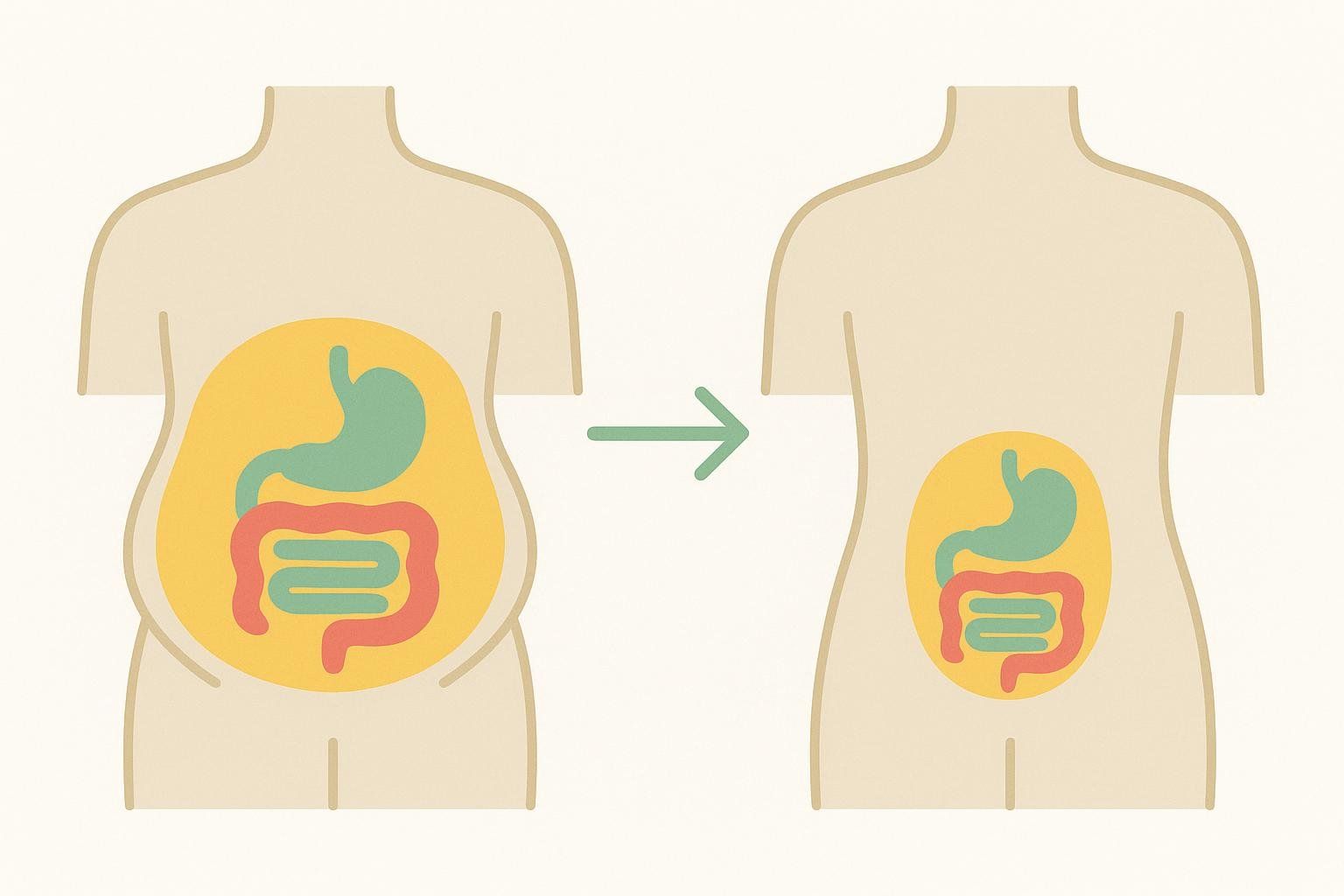 An illustration showing a before and after comparison of visceral fat reduction. The left image shows a torso with a large yellow area representing visceral fat surrounding green stomach and red intestines. The right image, indicated by an arrow, shows a slimmer torso with a significantly smaller yellow area of visceral fat around the same organs.