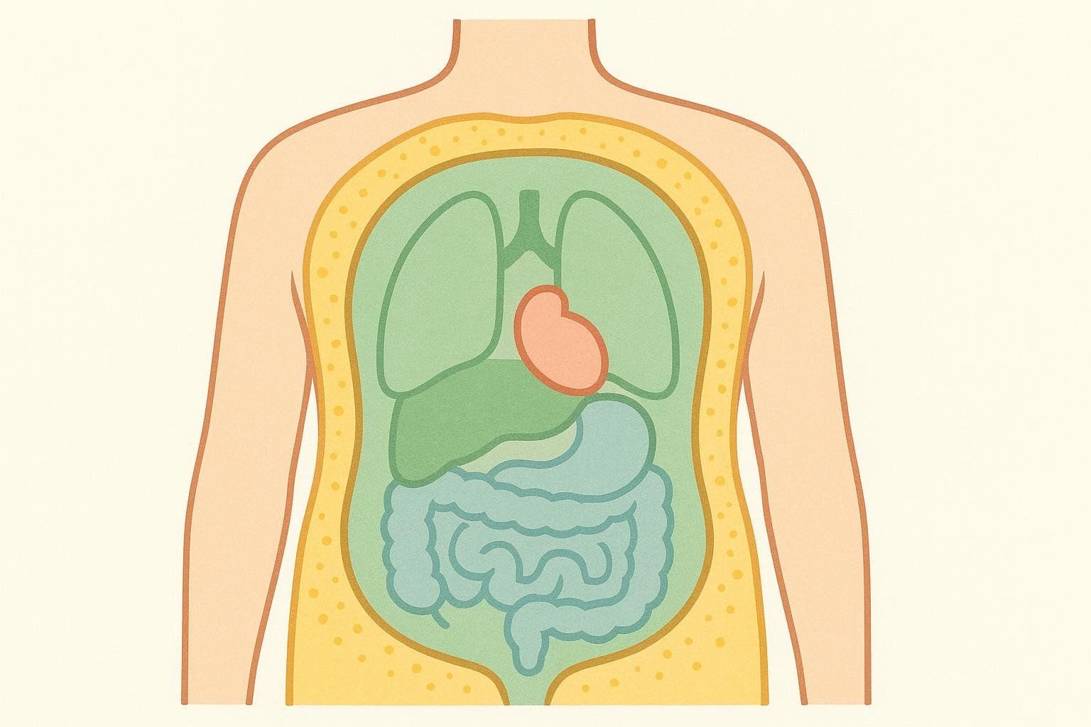 Illustration showing the difference between visceral fat around organs and subcutaneous fat under the skin.