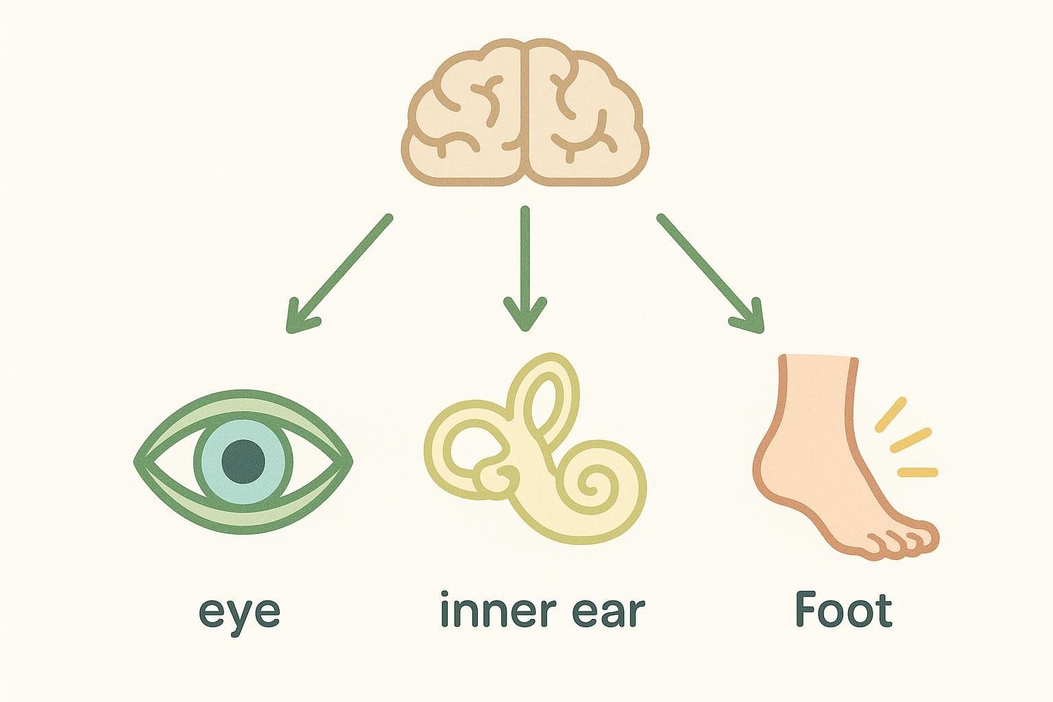 Infographic showing a brain at the top, with arrows pointing down to an eye, an inner ear, and a foot. Text labels them as 'eye', 'inner ear', and 'Foot' to illustrate the three sensory systems essential for balance: vision, the vestibular system, and proprioception.