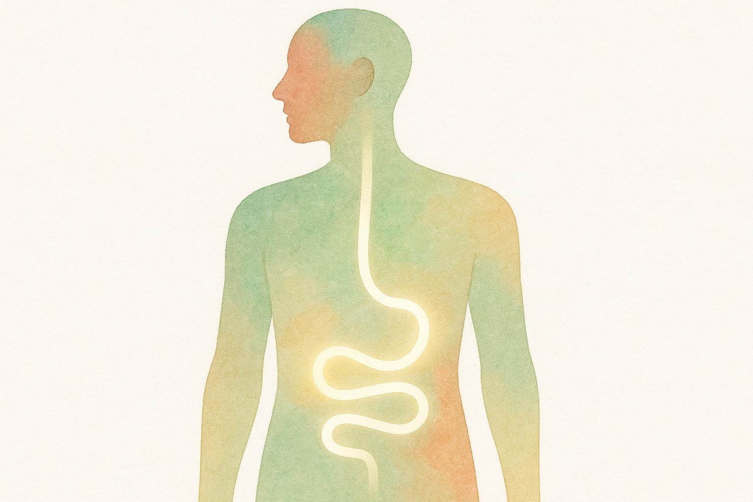 An abstract illustration of a human silhouette with a glowing, winding line representing the digestive tract from the esophagus down into the intestines, set against a light background with subtle green and orange watercolor-like washes within the silhouette.
