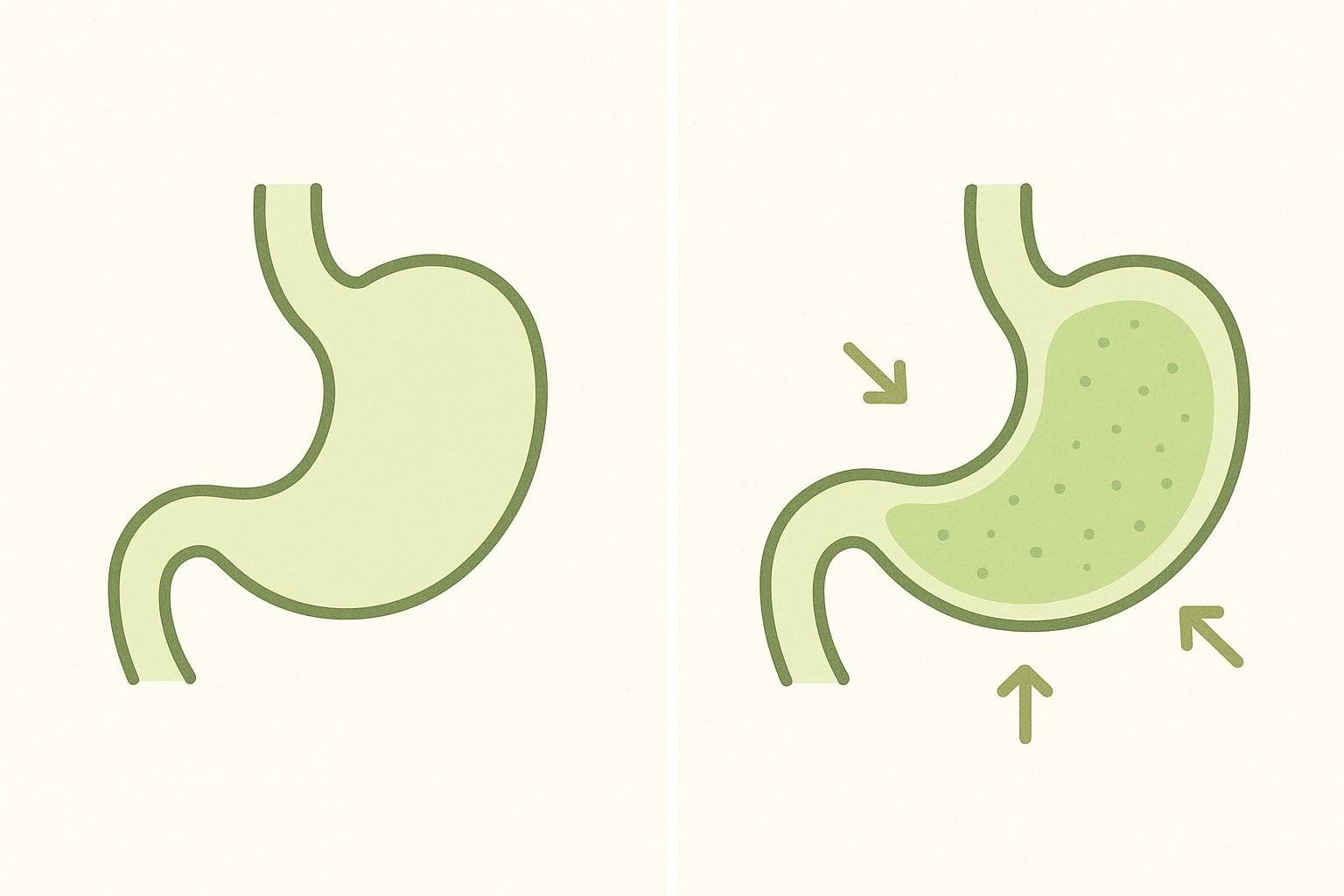 An illustration depicting the stomach. On the left, an empty stomach. On the right, the stomach filled with a bubbly, expanded substance and arrows indicating a feeling of pressure, illustrating how soluble fiber creates a feeling of fullness.