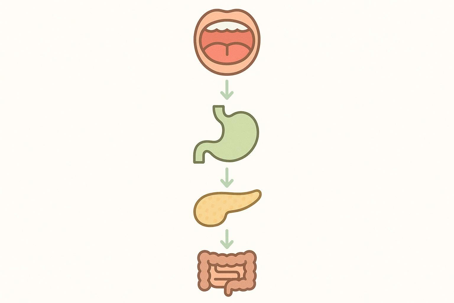 An infographic illustrating the four main stages of the digestive process with simple icons: mouth, stomach, pancreas, and intestines, connected by downward arrows.