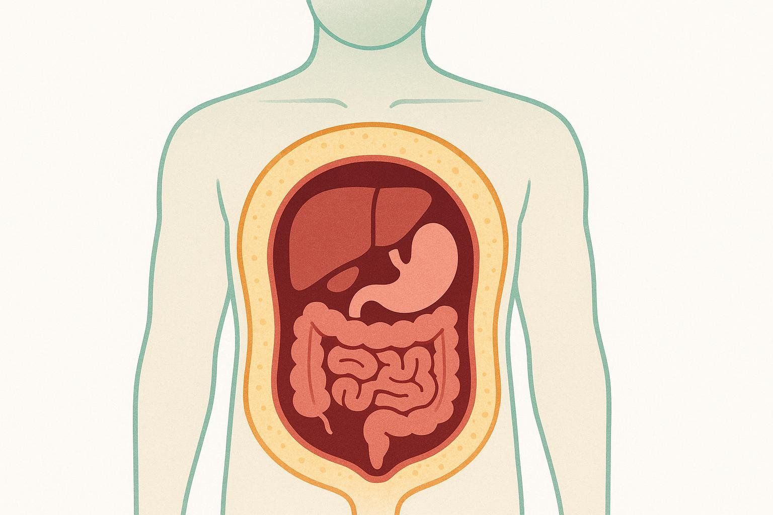 An illustration showing a cross-section of the human torso with internal organs and a layer of visceral fat surrounding them. The organs visible include the liver, stomach, large intestine, and small intestine.