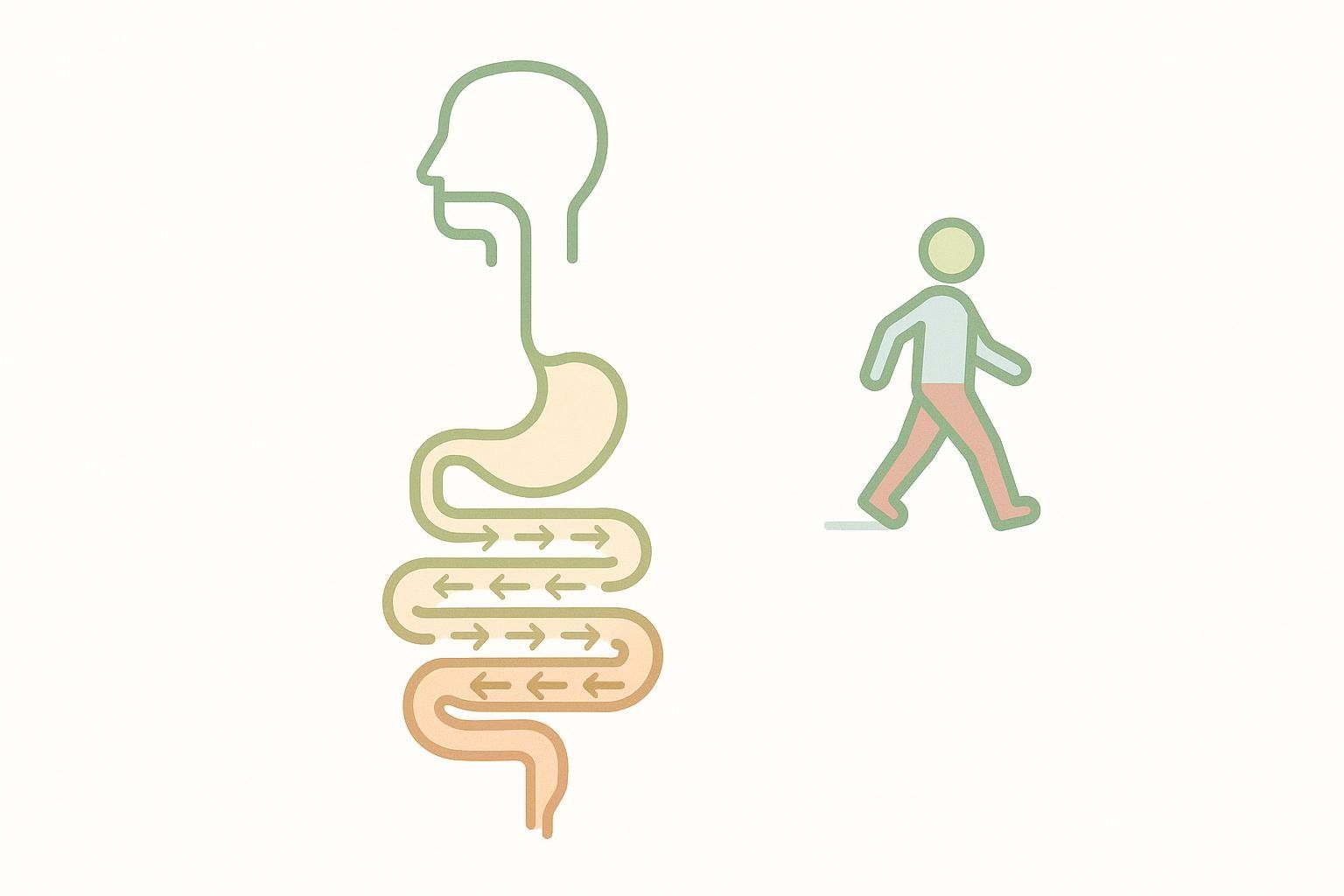 Diagram showing how walking stimulates digestion and the movement of food through the gut. On the left is an outline of the human digestive system, with arrows indicating the direction of food movement. On the right is a simple icon of a person walking.