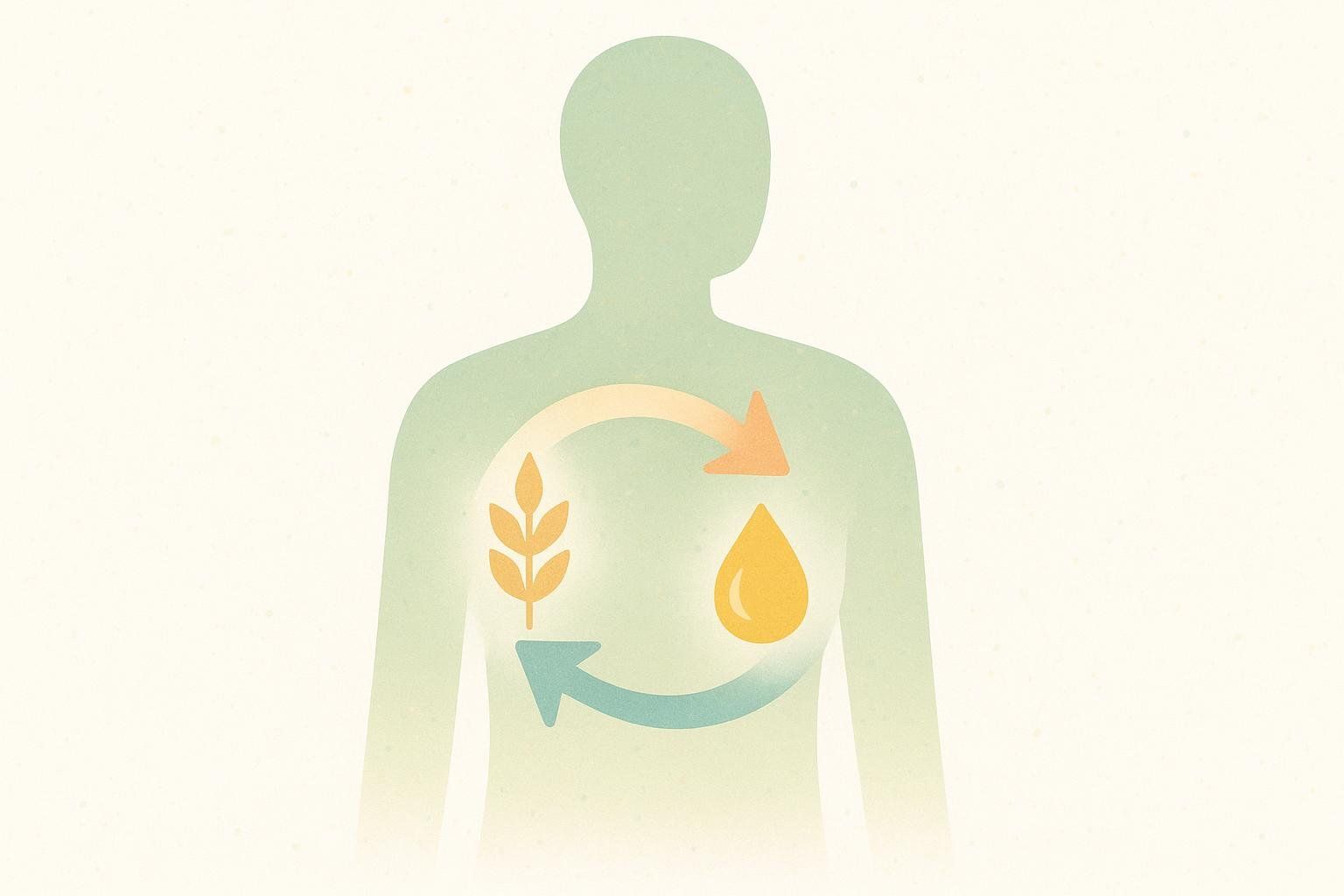 Illustration showing a human torso with a wheat stalk to the left and a fat droplet to the right, connected by two arrows forming a circle. One arrow points from the wheat to the fat (carbohydrate to fat conversion/burning) and the other from the fat to the wheat (fat to carbohydrate conversion/burning), symbolizing metabolic flexibility.