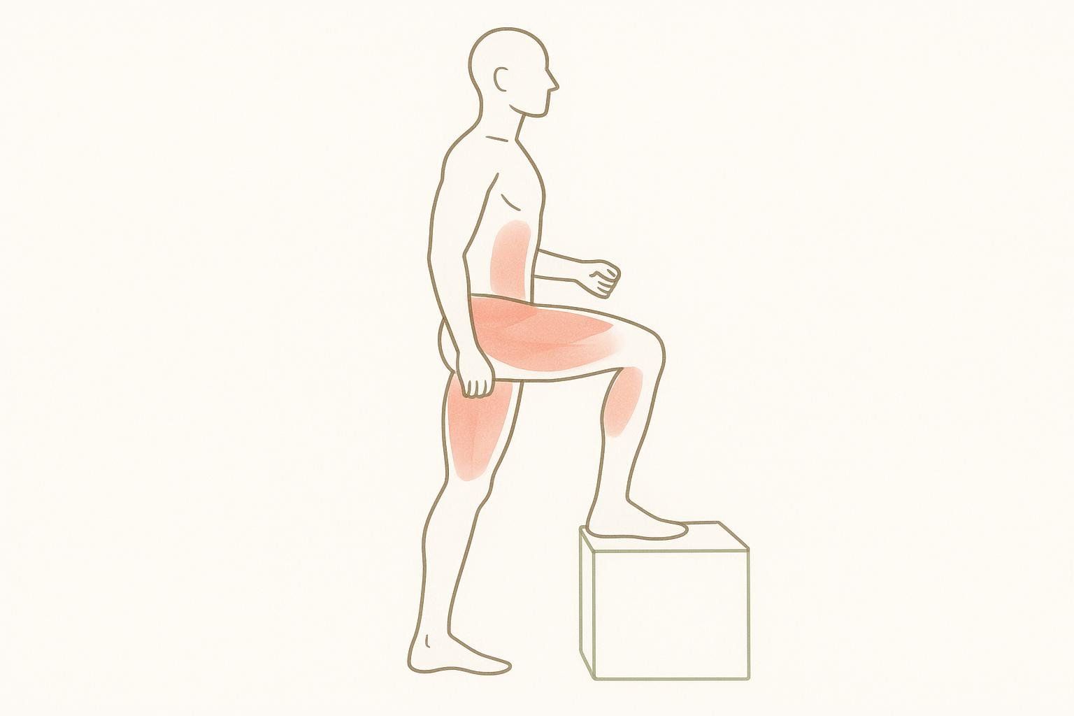 An anatomical diagram showing the quadriceps, glutes, and core muscles highlighted in red as they are activated during a step-up exercise.