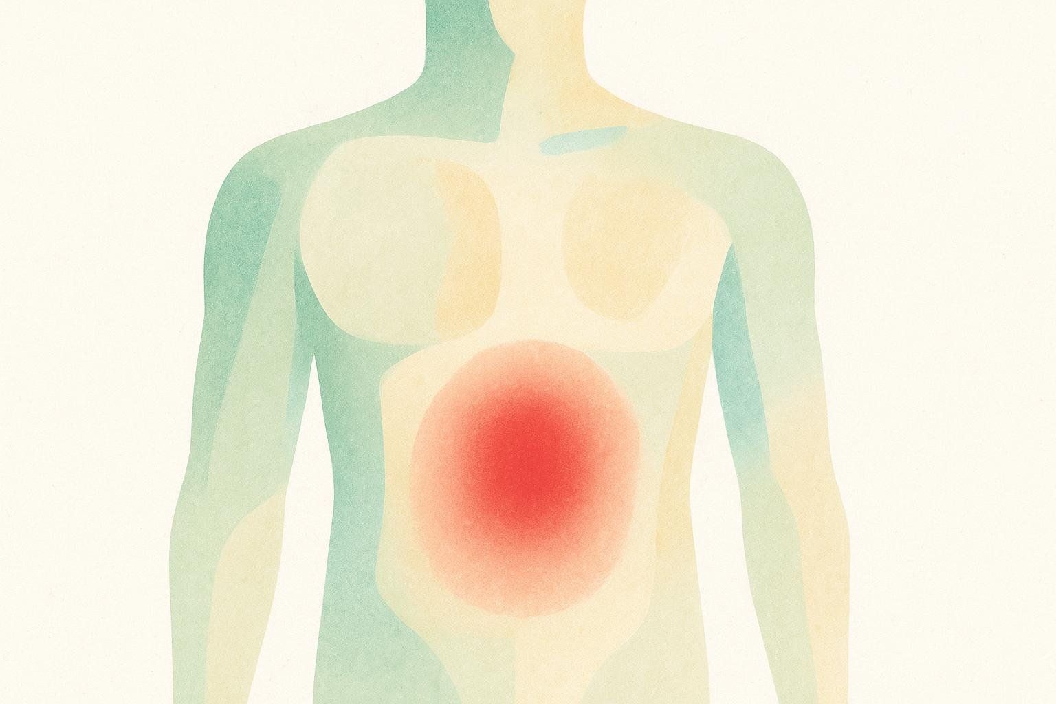 Illustration of a human torso with the area of visceral fat highlighted in red to show its location around internal organs.