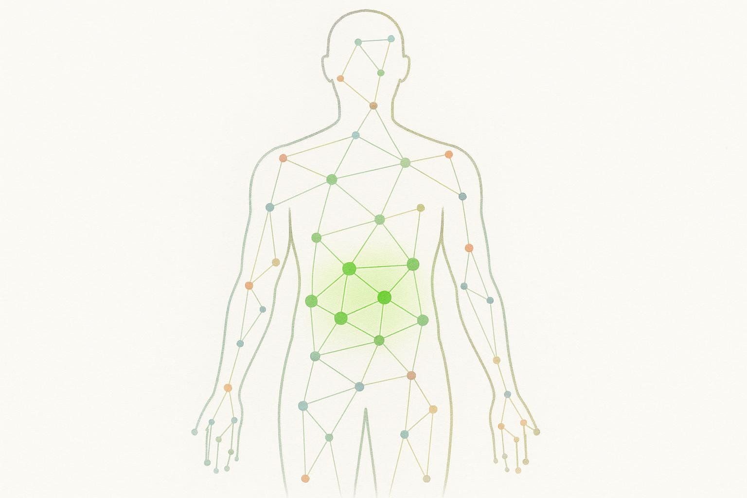 An abstract representation of the human body outlining the torso, head, and limbs. Inside, a network of connected colored dots in various shades of green, blue, and orange represent body composition. A bright green area in the abdominal region highlights healthy changes and a reduction in visceral fat.