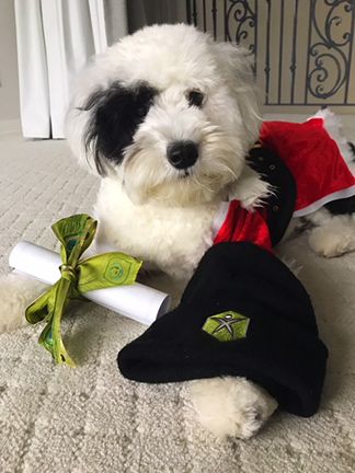 A white dog with a black patch over one eye sits with a beanie, a small Santa Claus costume, and a rolled-up diploma tied with a green ribbon.