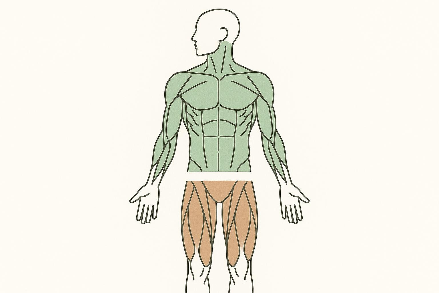 An illustration of a human body with the upper body muscles highlighted in green and the lower body muscles highlighted in brown. This visually represents the muscle groups targeted in upper versus lower body workouts.
