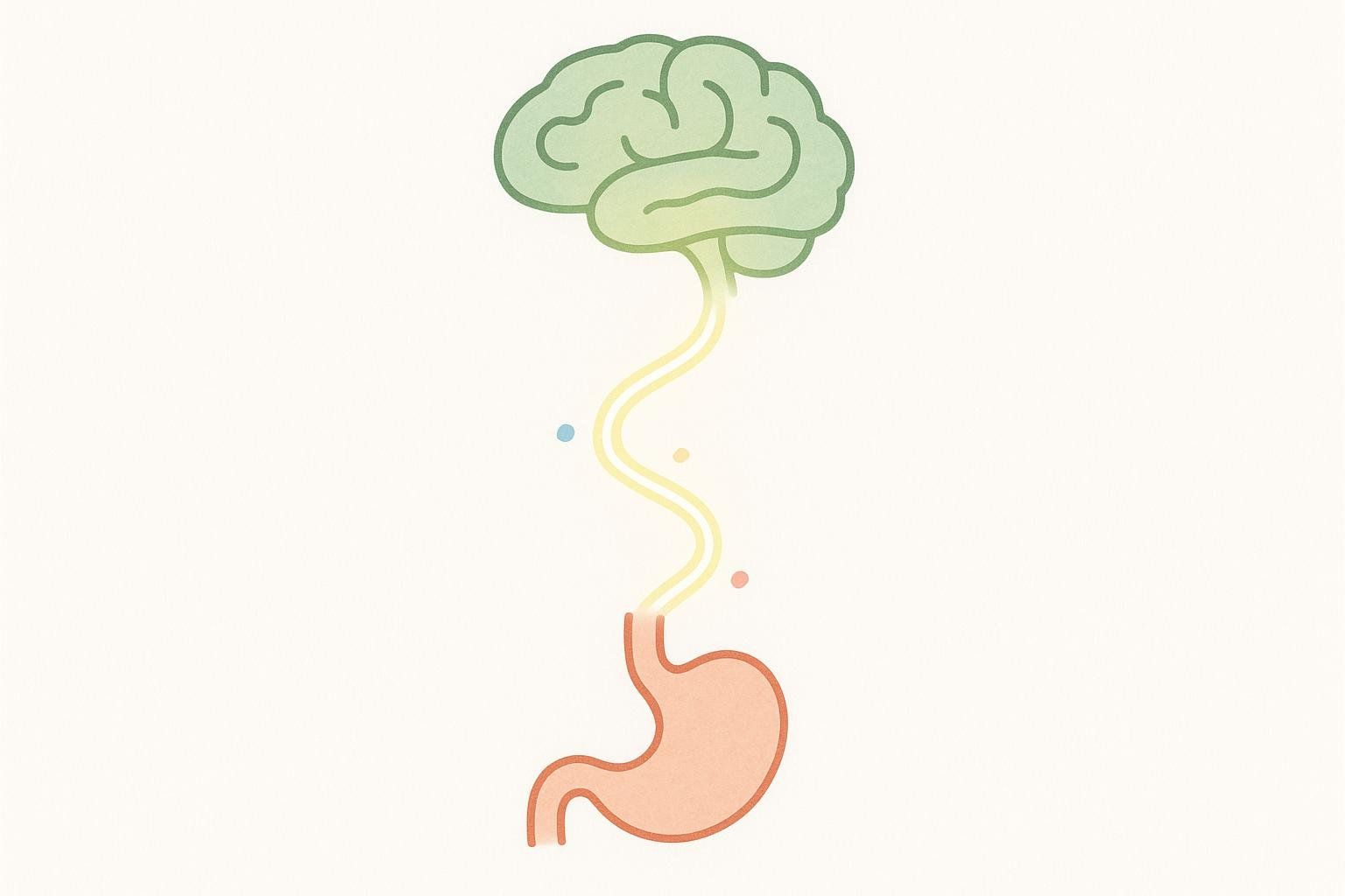 A minimalist illustration of the gut-brain axis, showing a signal traveling from the stomach to the brain, representing hormonal communication.