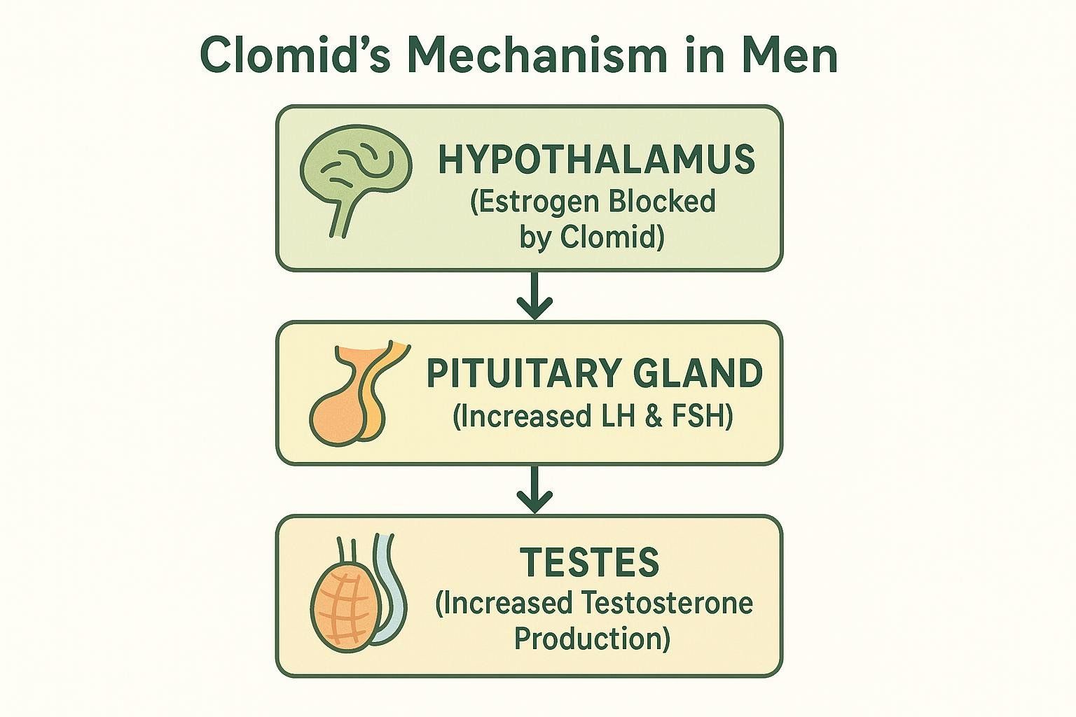 Diagram showing Clomid blocking estrogen at the hypothalamus, leading to increased LH, FSH, and testosterone production.