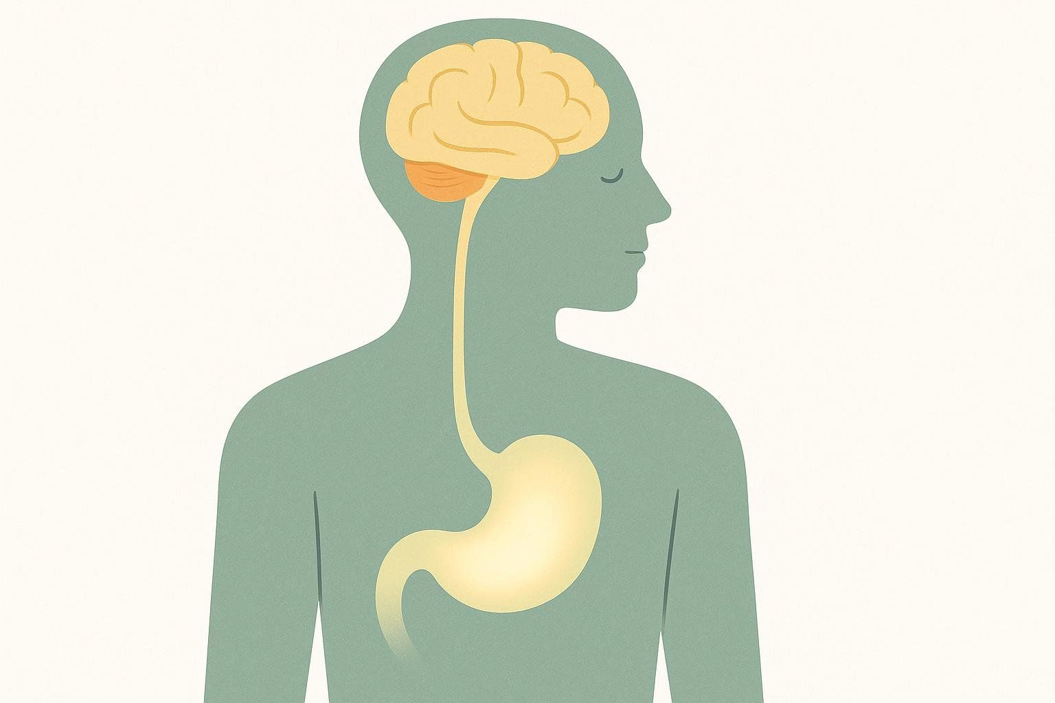 An illustration showing a human silhouette with a visible brain, brainstem, esophagus, and stomach. The stomach is glowing, suggesting a feeling of fullness or interaction with the brain.