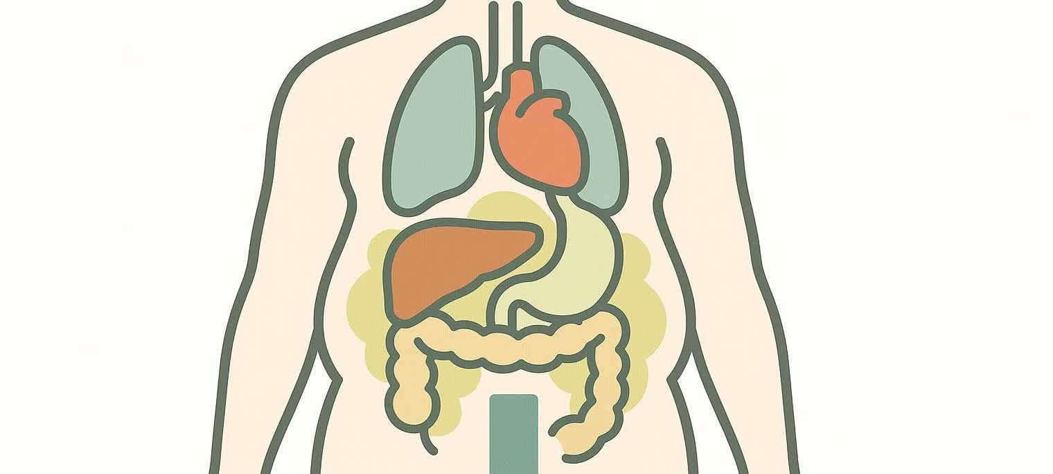 Stylized illustration showing the concept of visceral fat around internal organs.