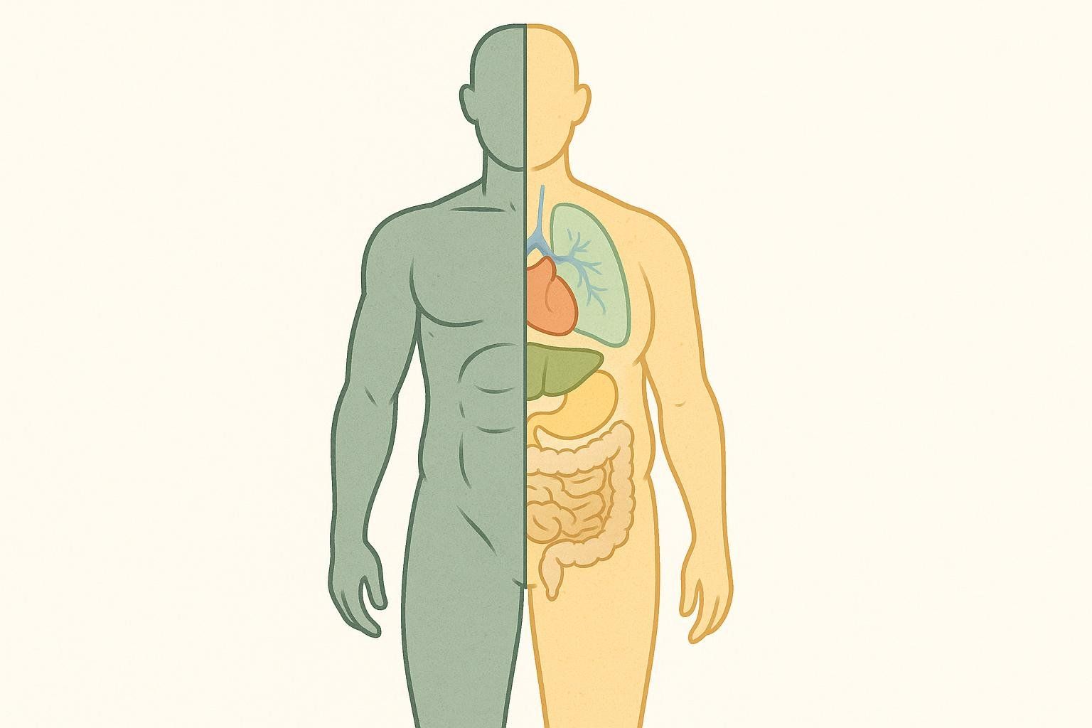 An illustration comparing a body with healthy muscle mass to one with muscle loss and higher visceral fat. The left half shows a lean green-colored body, and the right half shows a yellow-colored body with visibly more internal (visceral) fat surrounding the organs.