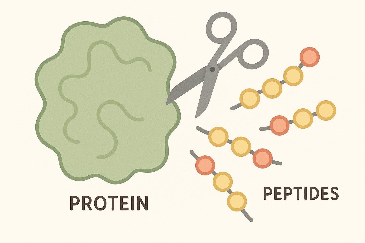 An illustration showing a large green blob labeled 'PROTEIN' being cut by a pair of scissors (representing an enzyme) into smaller chains of colored circles labeled 'PEPTIDES'. This illustrates how enzymes break down proteins into smaller peptide fragments.