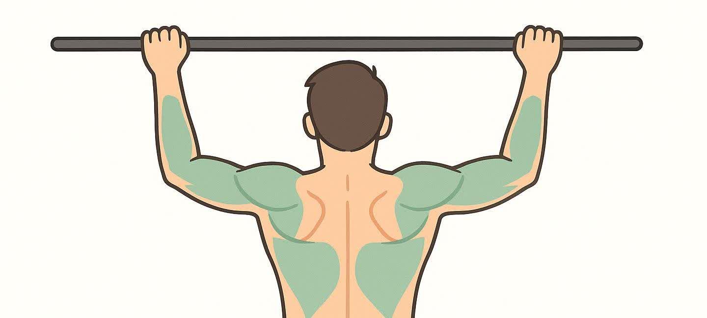An anatomical illustration from the back of a person performing a dead hang. Muscles in the back, shoulders, and forearms are highlighted in green, indicating their engagement during the exercise.