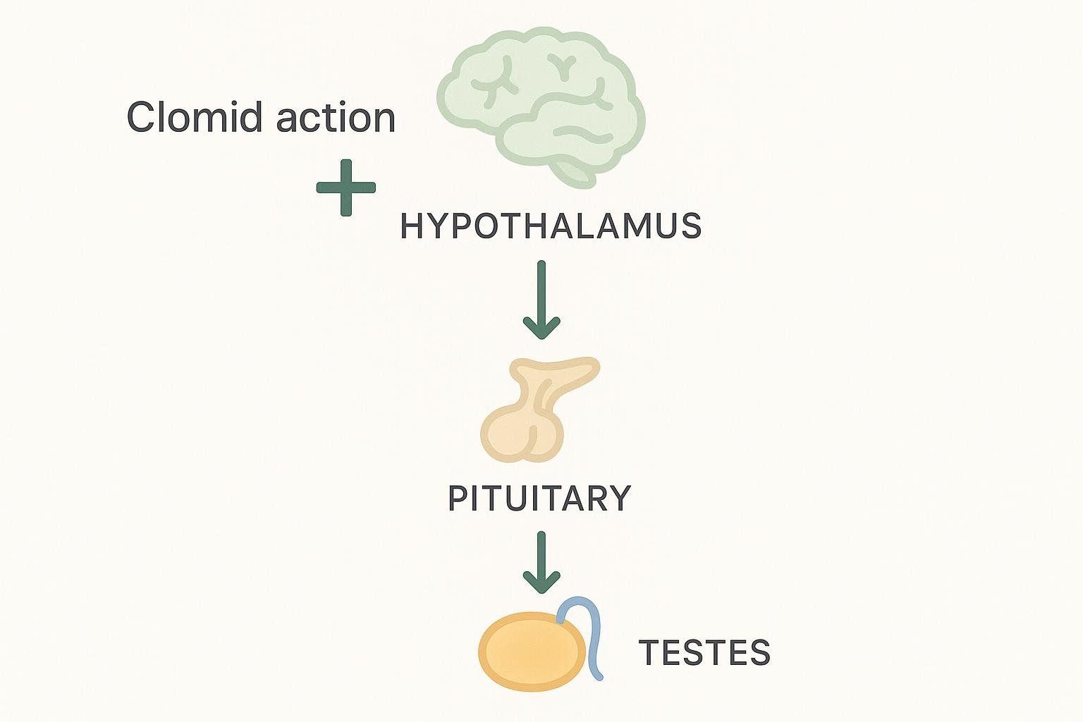 Simplified flowchart showing the HPG axis, with Clomid's site of action on the hypothalamus.