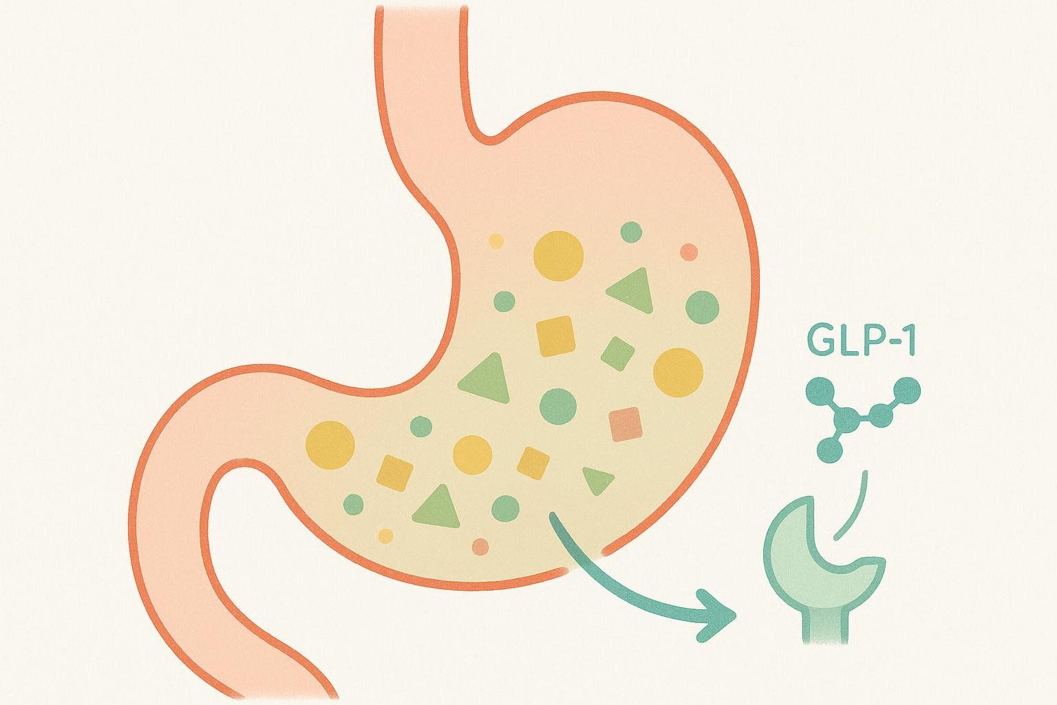 Stylized illustration showing how semaglutide slows stomach emptying, a key mechanism of GLP-1 receptor agonists.
