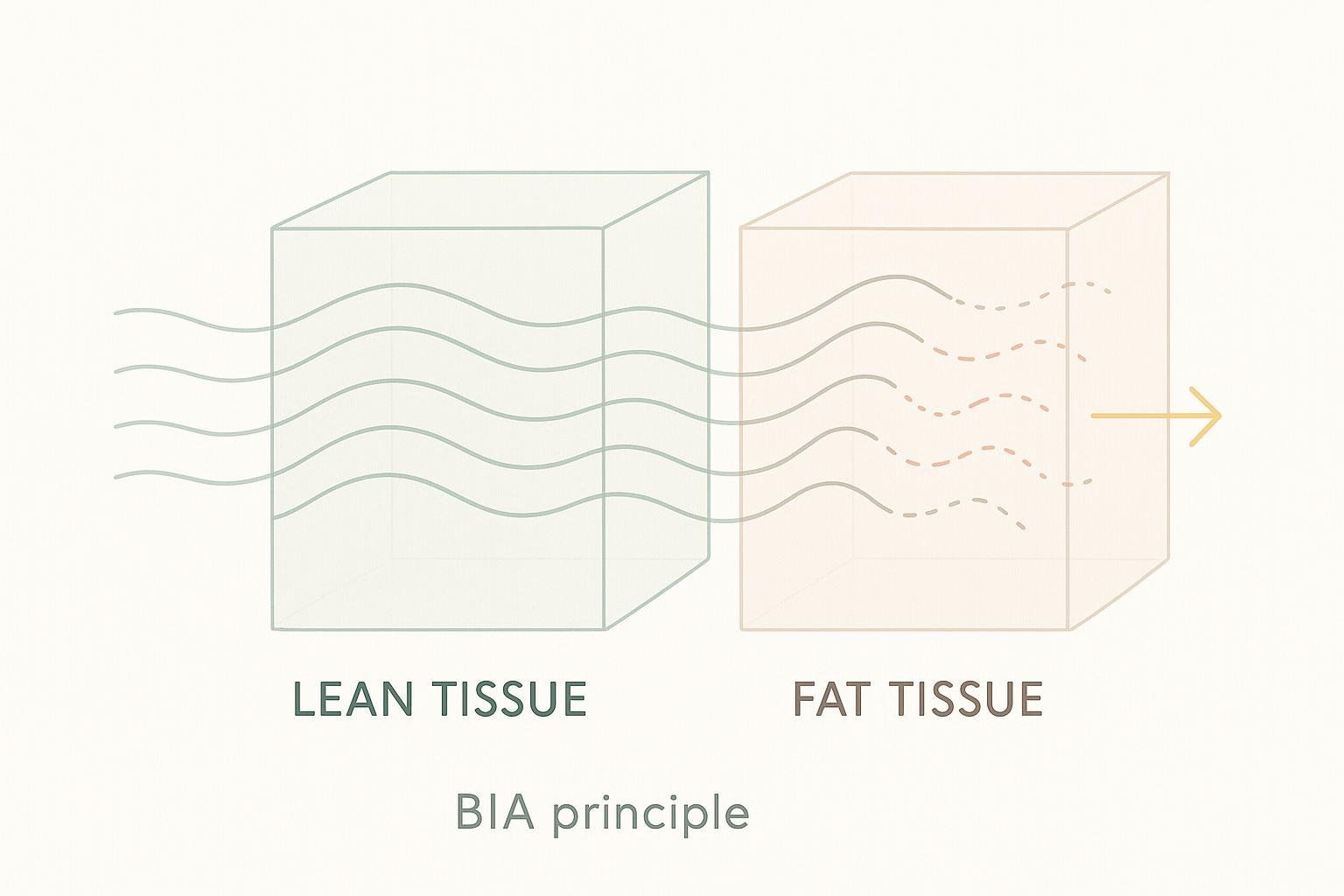 Abstract diagram showing electrical current passing easily through lean tissue and with difficulty through fat tissue, illustrating BIA.