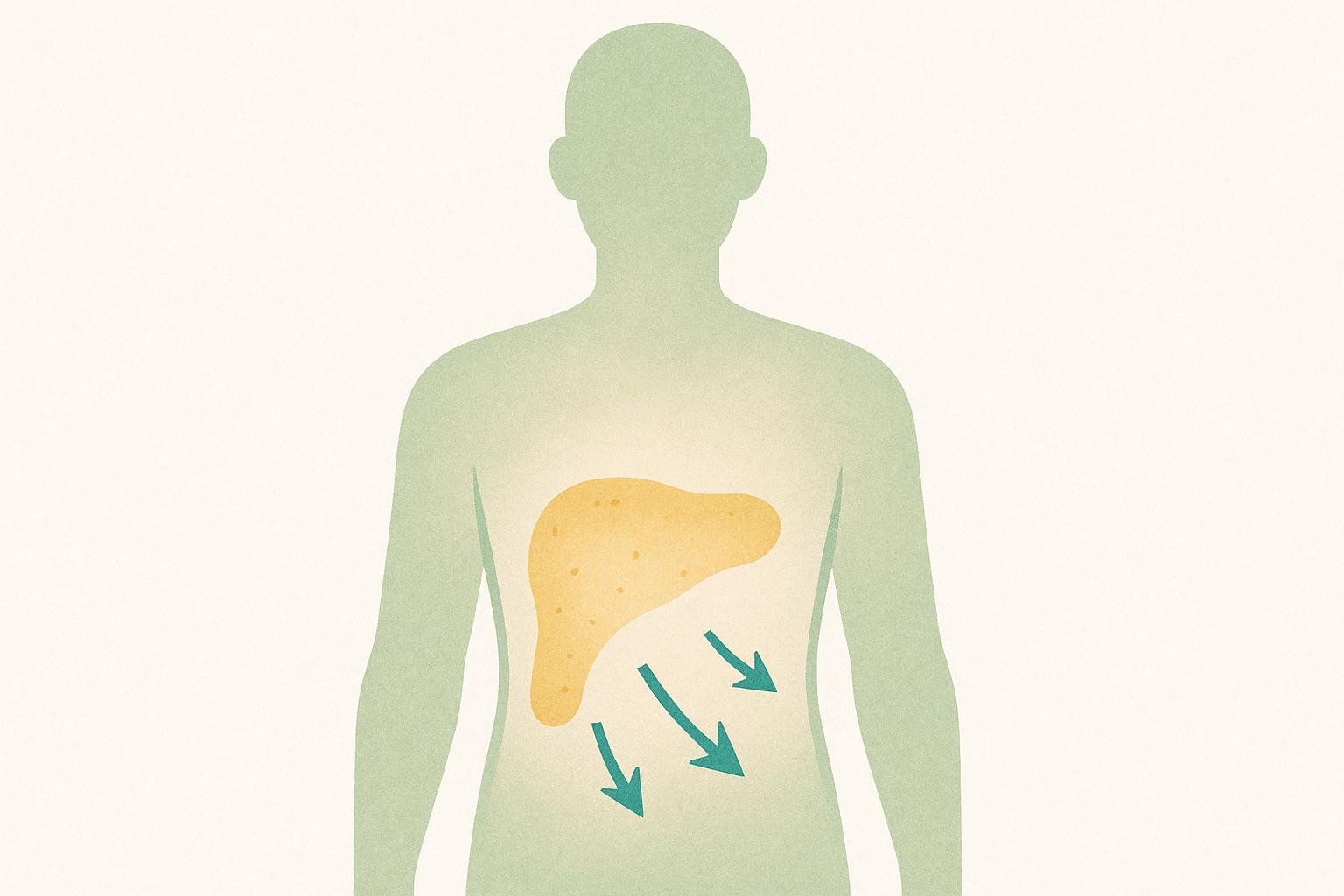 Illustration showing the reduction of visceral fat inside a human figure, representing a benefit of ACV.