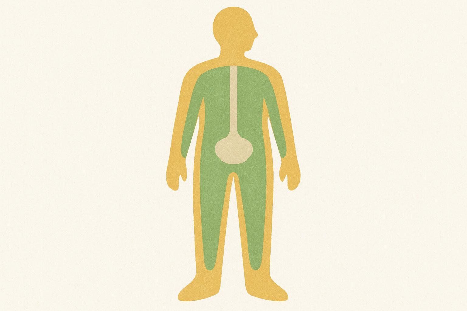 Abstract illustration of human body composition, showing outer and inner layers representing different tissues.