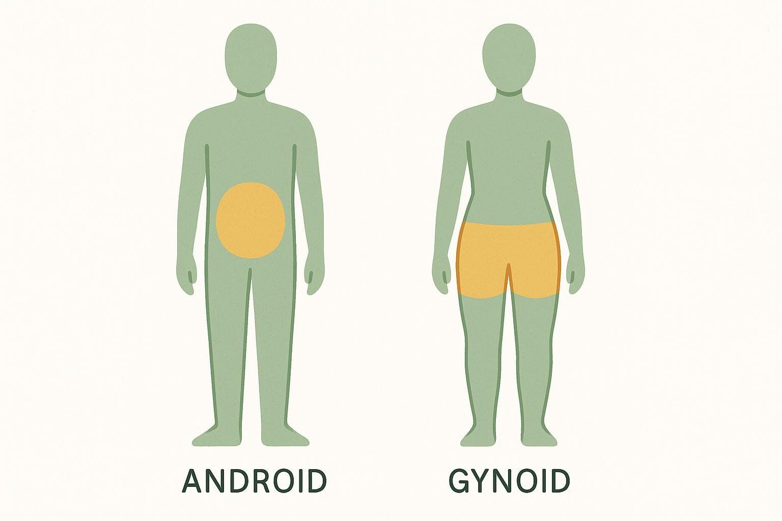 Stylized illustration comparing android (abdominal) fat distribution with gynoid (hip and thigh) fat distribution on abstract human silhouettes.