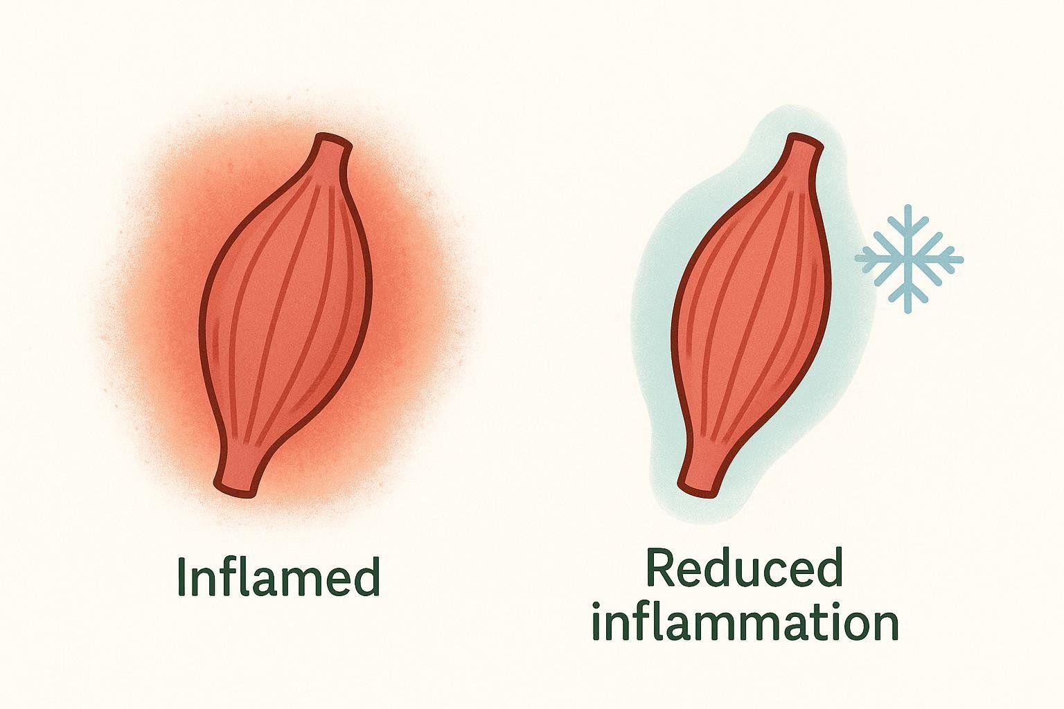 An illustration comparing an inflamed muscle (puffy and red) to a soothed muscle (normal and blue) showing the effects of cold therapy.