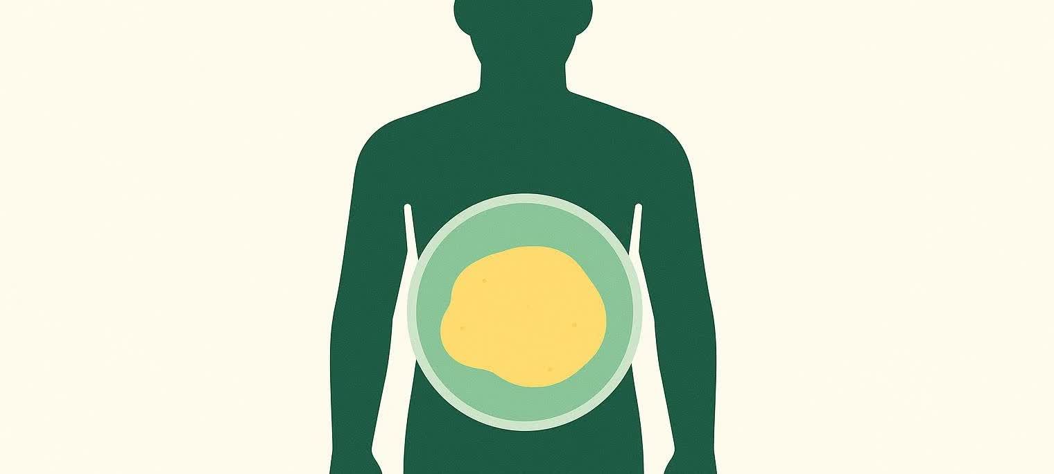 Illustration showing a human torso with a cross-section of the abdomen, highlighting an outer layer of subcutaneous fat and an inner layer of visceral fat around organs.