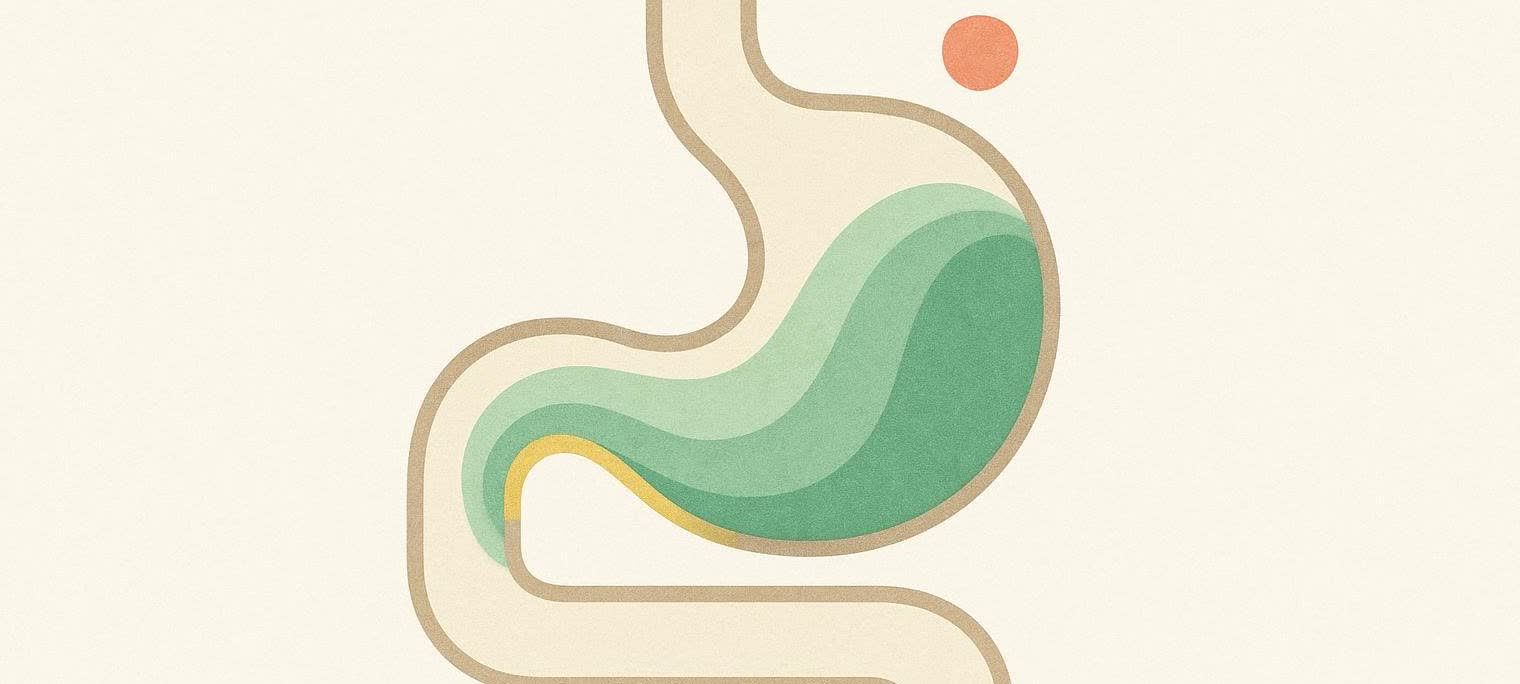 Abstract art showing a conceptual diagram of a stomach and esophagus, with wavy green and yellow lines inside representing the smooth digestive flow passing through.
