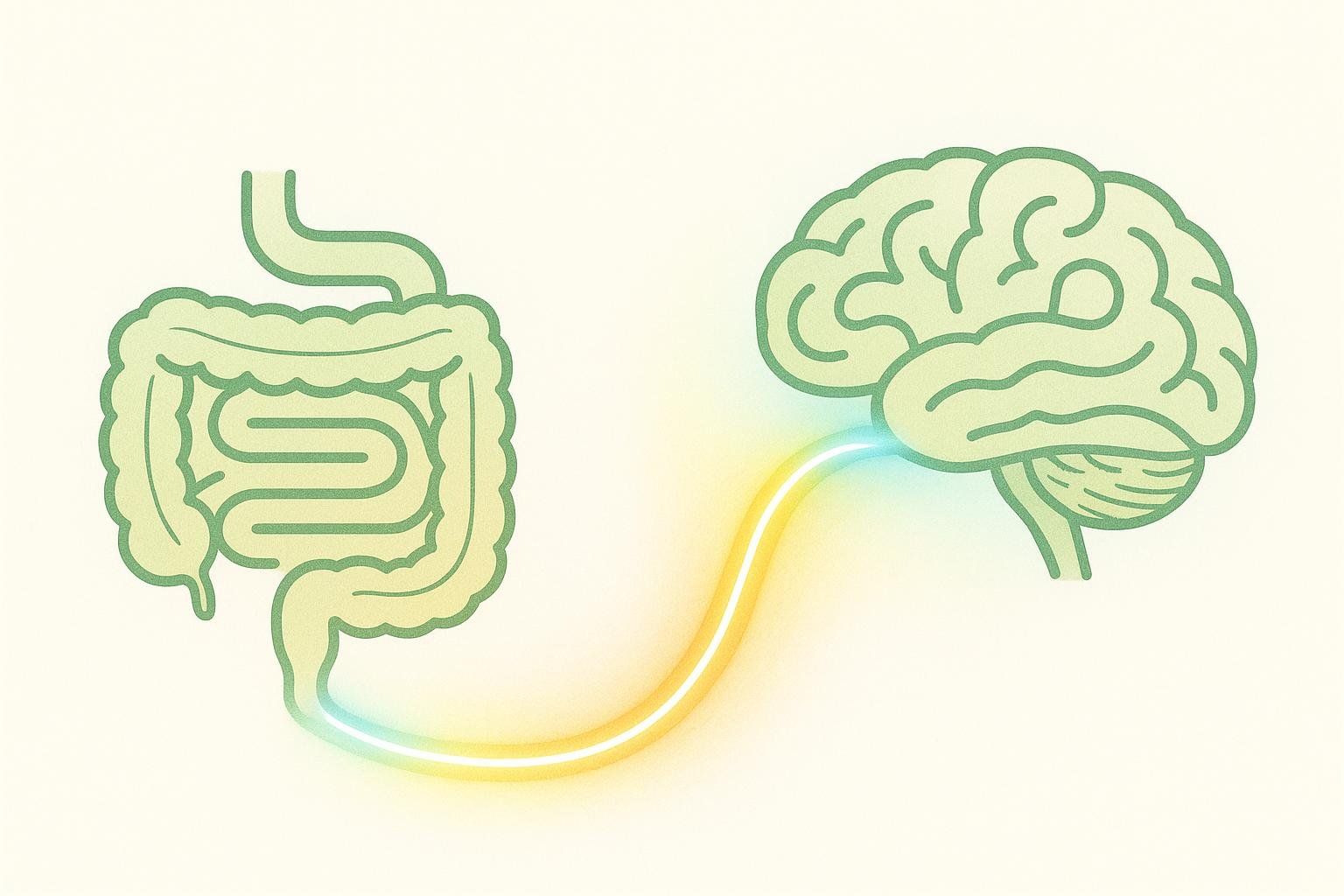 Illustration depicting the gut-brain axis, showing the human digestive system on the left connected to a brain on the right by a glowing yellow and blue line, symbolizing the connection between gut health and mental well-being.