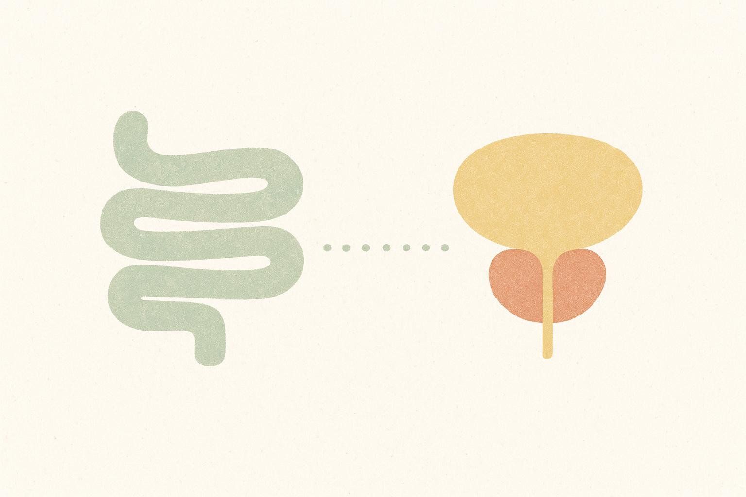 A simple diagram illustrating the gut-prostate axis, with a green wavy shape representing the gut on the left, connected by a dotted line to a yellow and orange shape representing the prostate and bladder on the right.