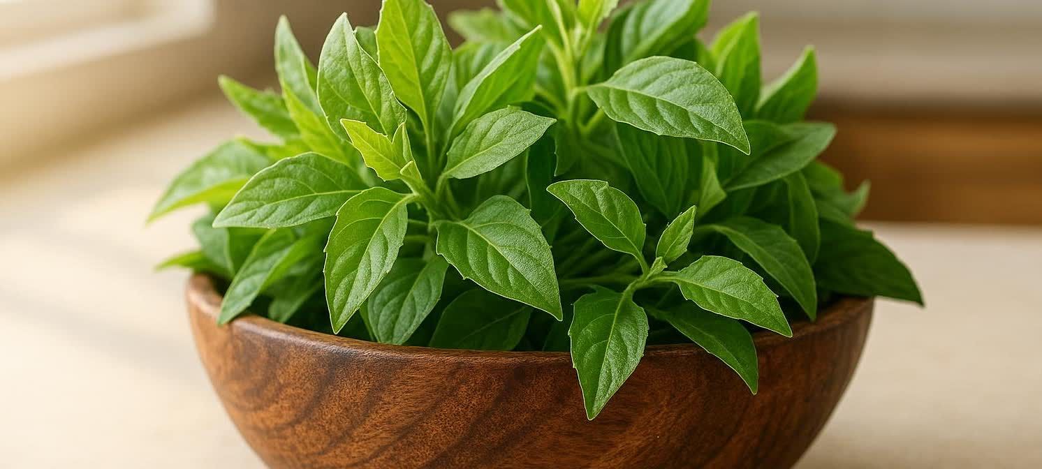Fresh Gynura procumbens leaves arranged in a rustic wooden bowl, visually suggesting their readiness for consumption in beneficial cooking practices.