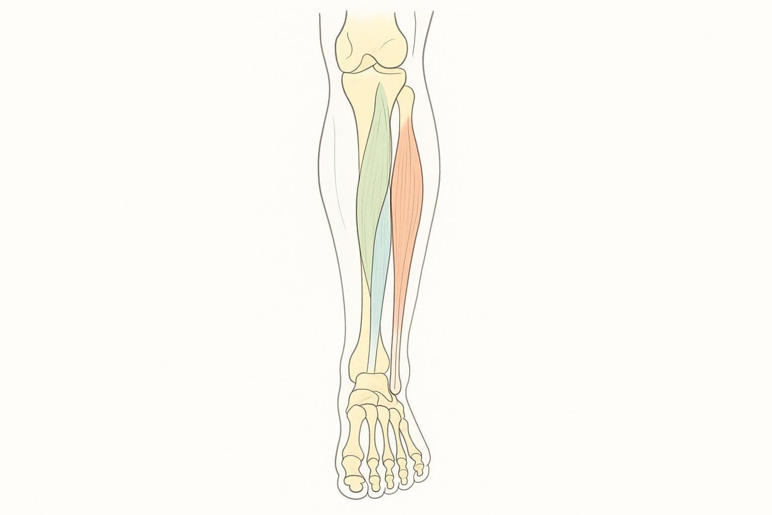 Anatomical diagram of the lower leg showing the bones of the knee, shin, ankle, and foot. The tibialis anterior muscle is highlighted in a greenish-blue, and the toe extensors are highlighted in orange-red, illustrating the muscles worked by toe raises.