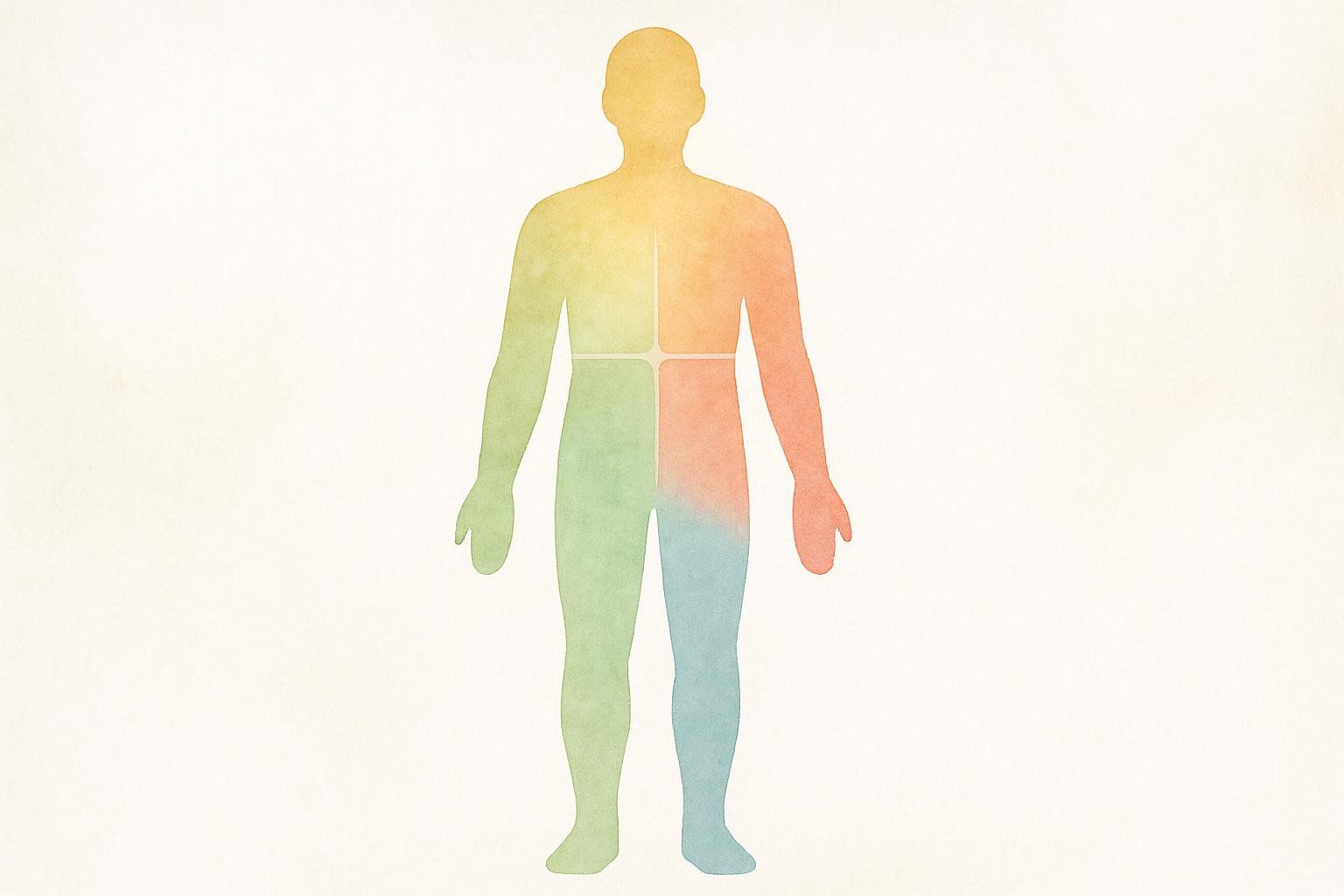 A watercolor illustration of a human silhouette divided into four segments, each in a different color: yellow, orange, green, and blue, on a white background.