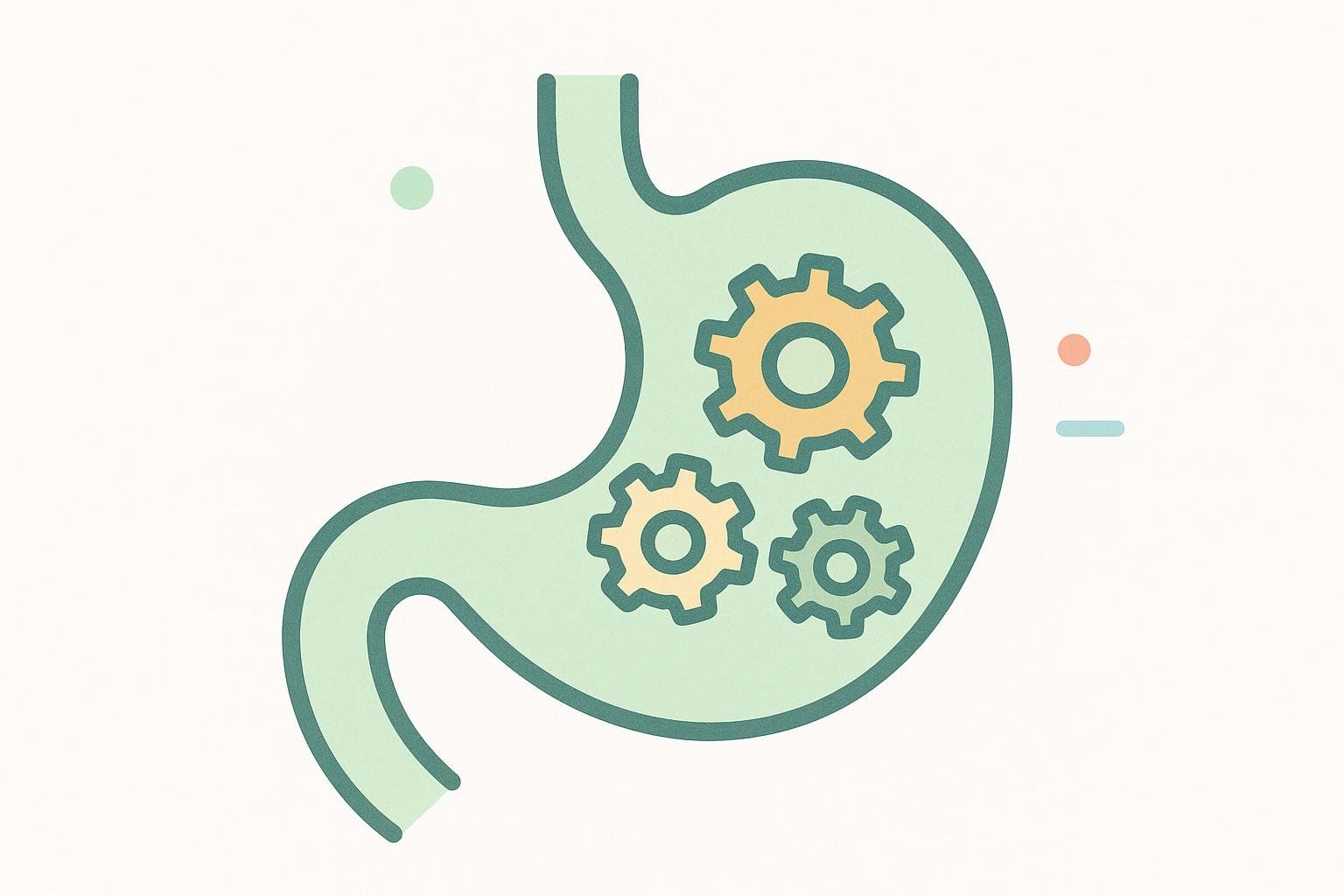 An illustration of a stomach icon with small gears inside, representing the function of digestive enzymes.