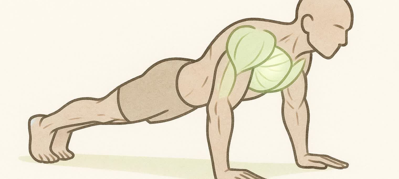 Anatomical illustration highlighting the chest, shoulder, and tricep muscles used in a push-up.
