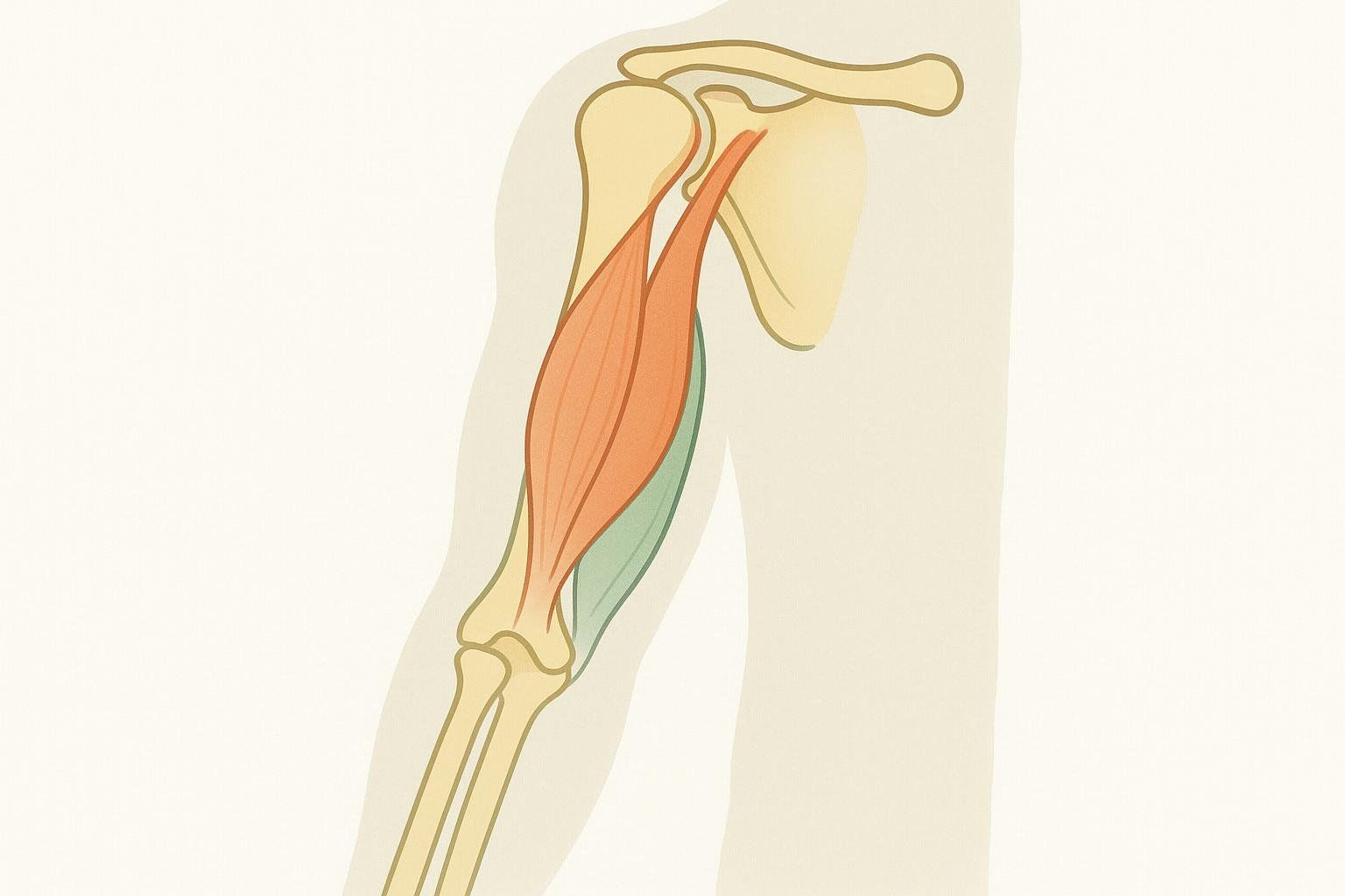 A stylized illustration showing the biceps brachii (shown in red-orange) and brachialis (shown in green) muscles in the upper arm.