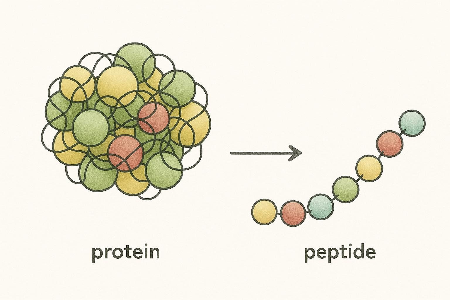 An illustration showing a large protein represented as a cluster of multicolored spheres and an arrow pointing to a smaller peptide chain of linked multicolored spheres, labeled 'protein' and 'peptide' respectively.
