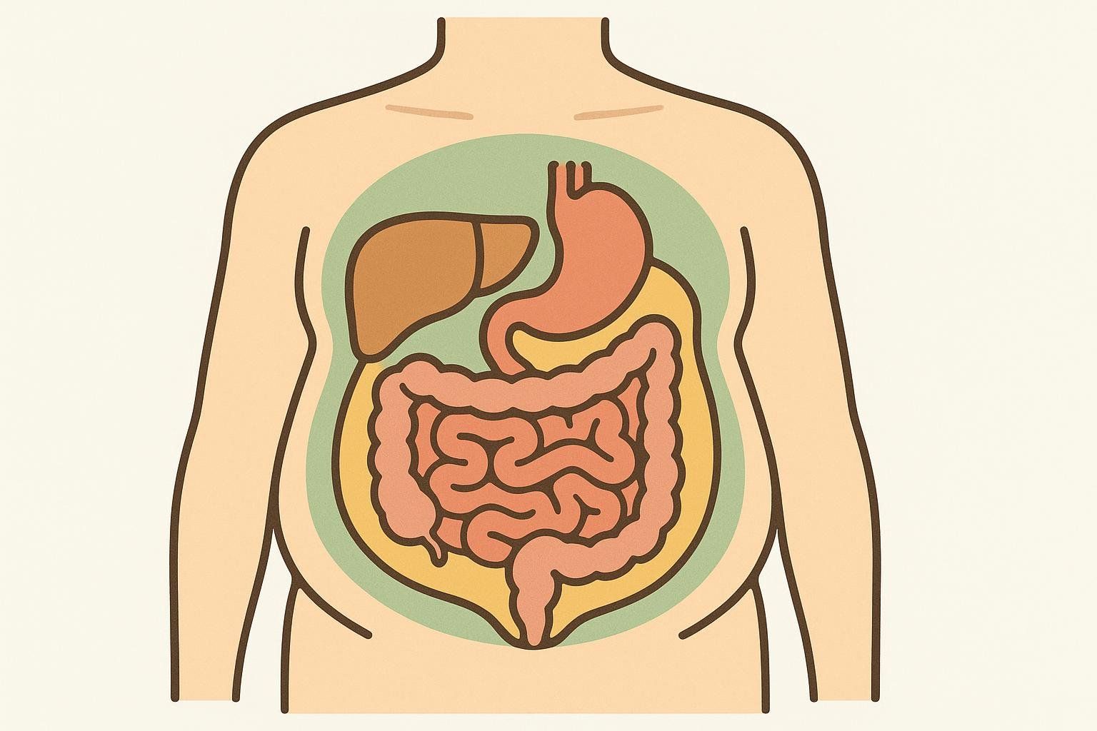 An abstract illustration of a torso with the area around the organs highlighted to represent visceral fat.