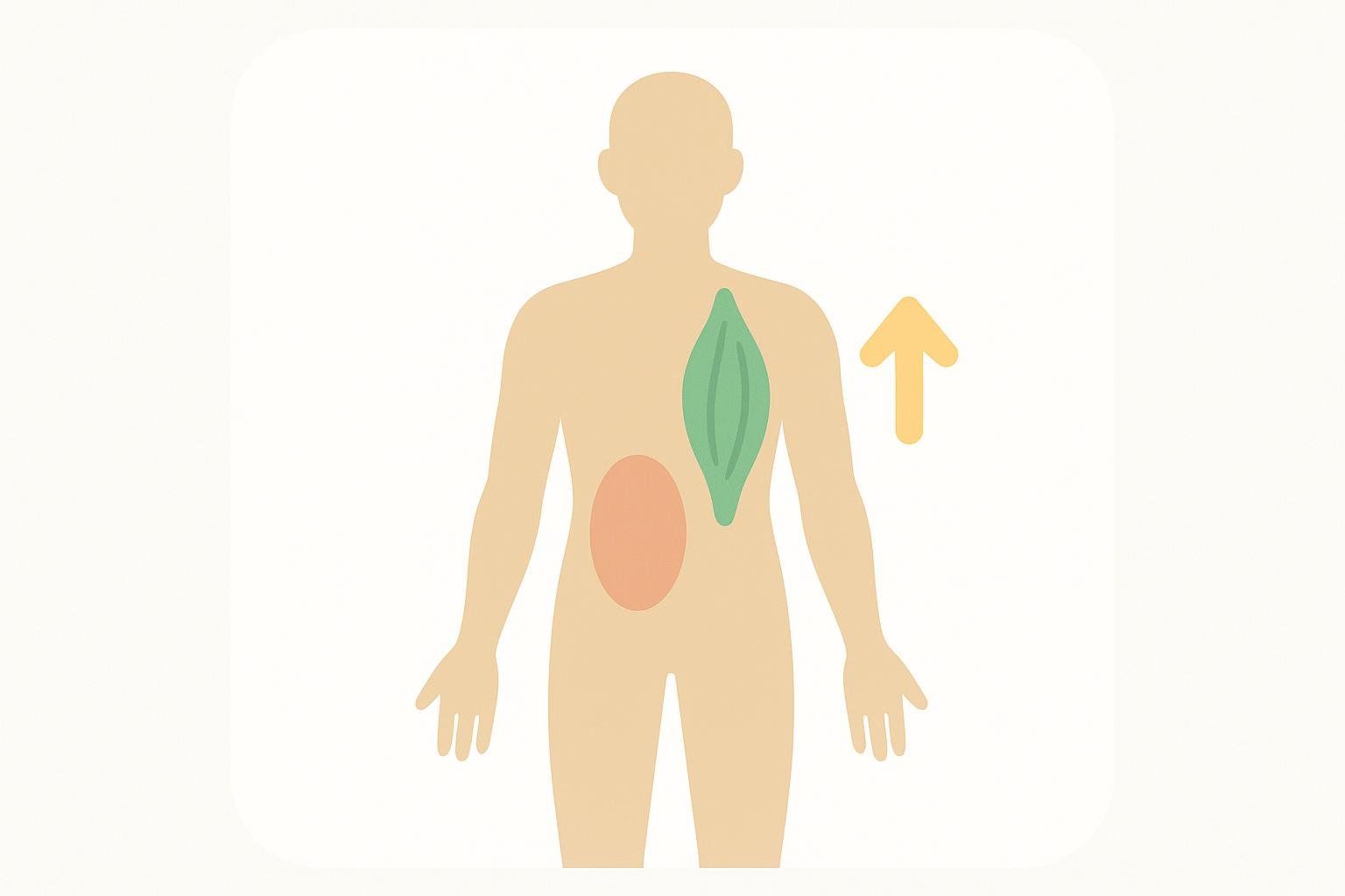 Infographic showing a body silhouette with muscle mass increasing, representing the data provided by a DEXA scan.