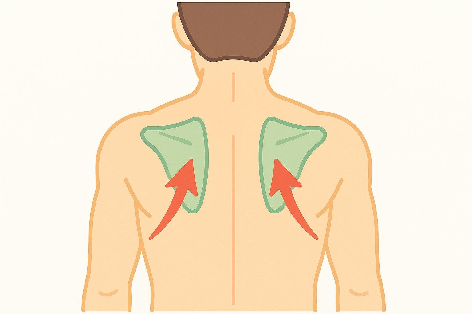 Illustration of scapular retraction for correct exercise form.