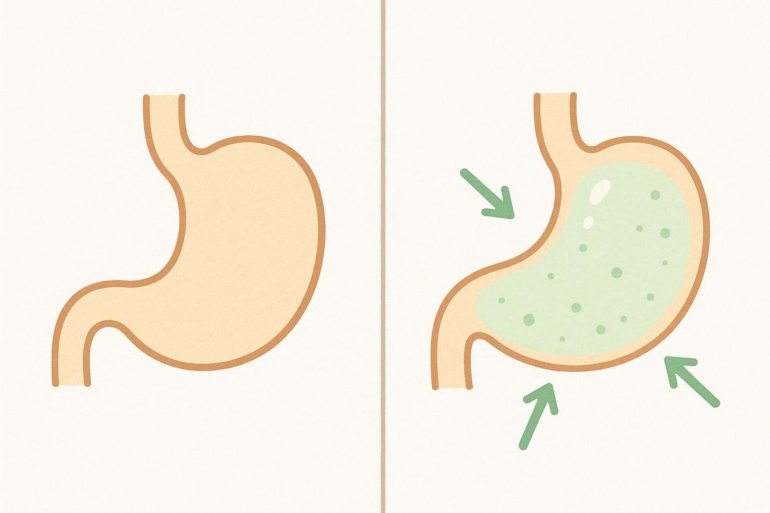 A two-panel illustration showing how collagen expands in the stomach to suppress appetite and create a feeling of fullness.